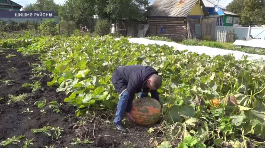 Шишмә районында ғаилә 250 килограмм ҡабаҡ йыйҙы