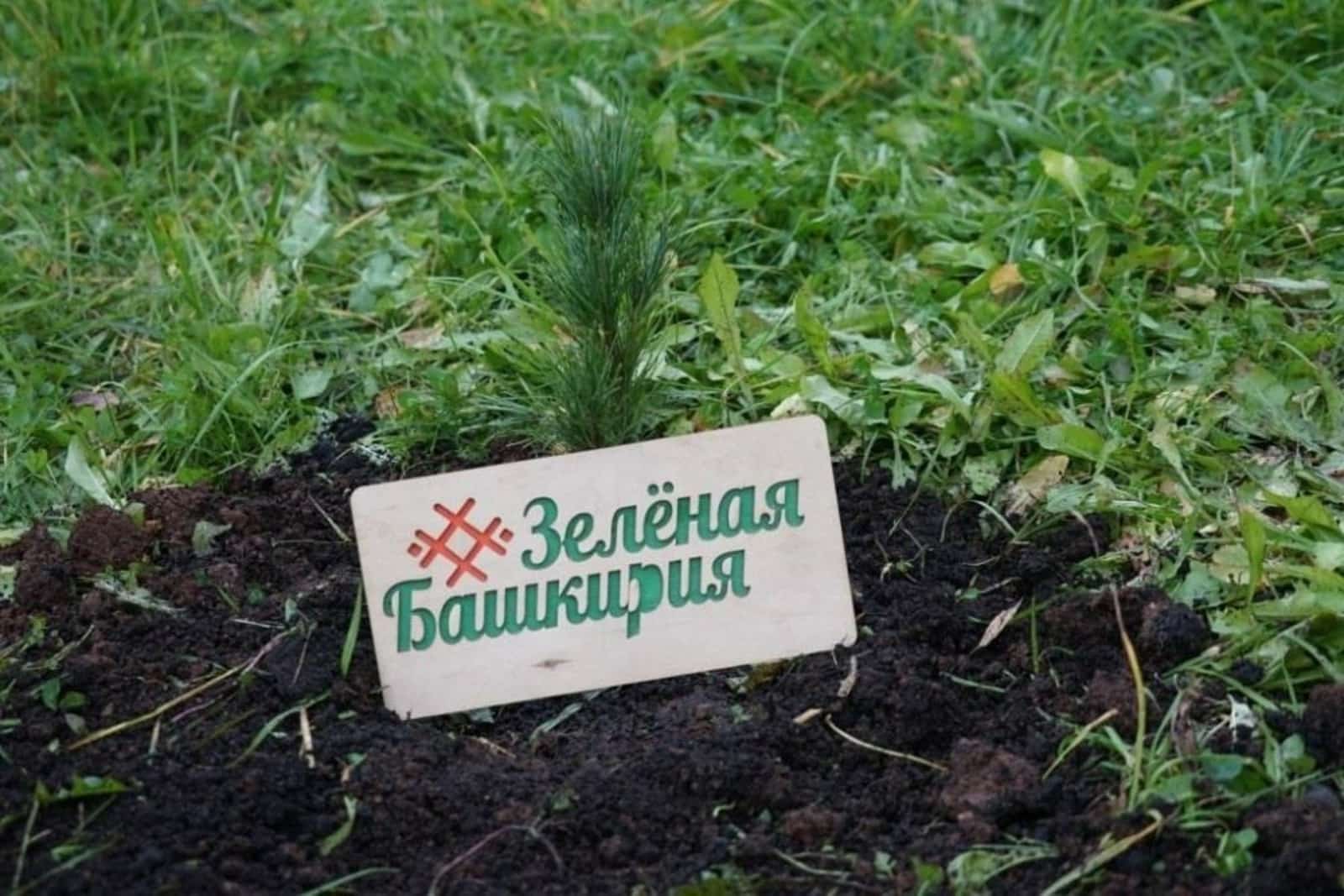 27 сентябрҙә “Йәшел Башҡортостан” акцияһы үтә