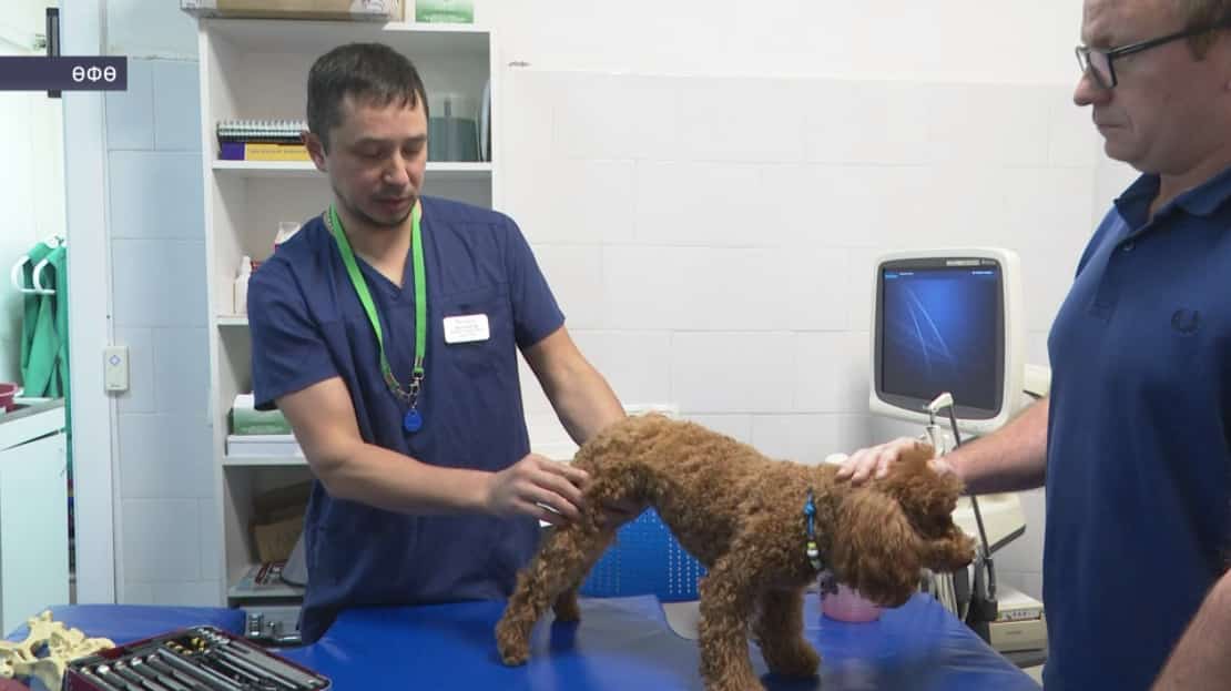 Өфөлә ветеринарҙар хайуандарға яһалма быуындар ҡуя