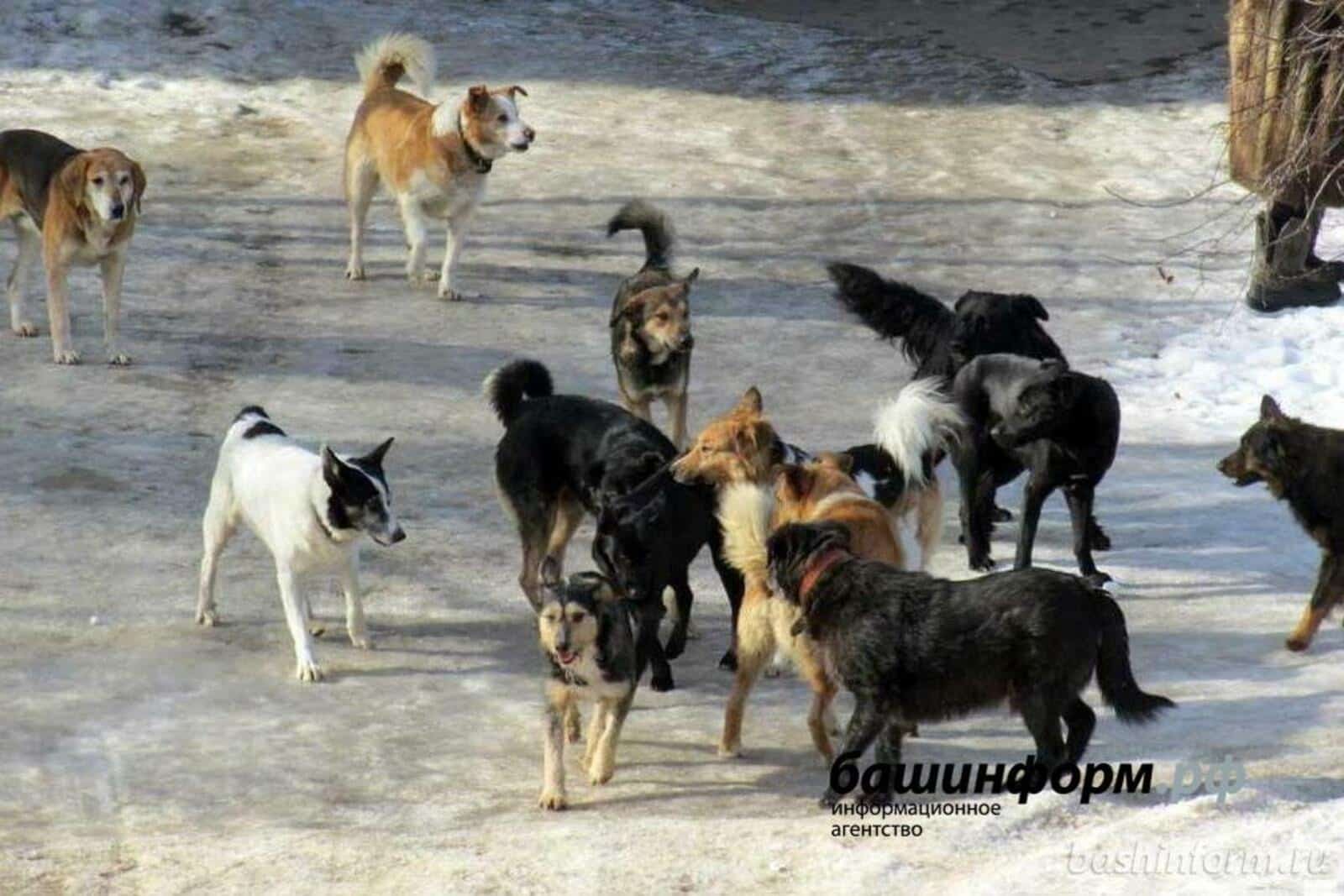 Башҡортостан ҡала һәм райондарында хужаһыҙ эттәрҙе аулау өсөн сығымдар арта