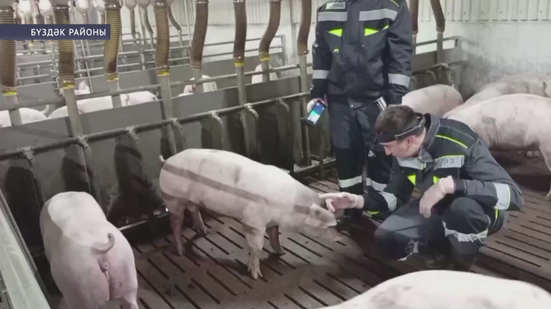 Башҡортостандан Ҡаҙағстанға 5 мең 800 баш юғары продуктив тоҡомло сусҡа оҙатыу планлаштырылған