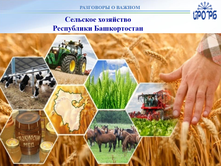 Башҡортостанда агросәнәғәт тауарҙарын экспортлау артҡан