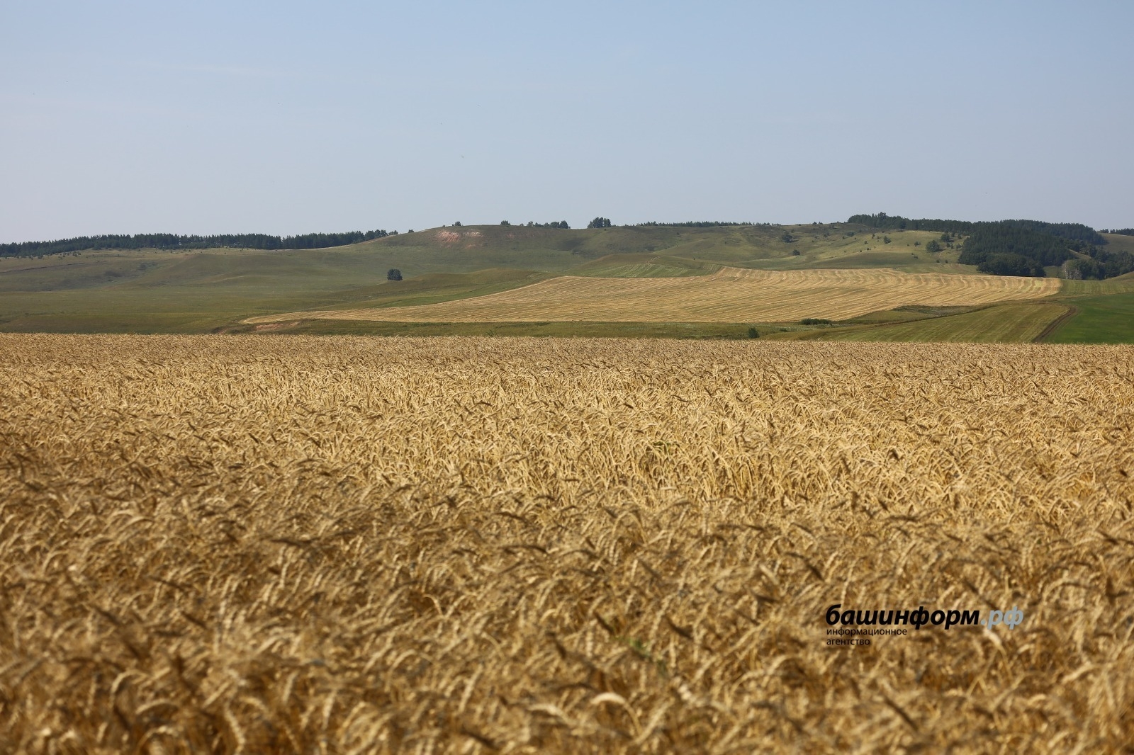 Башҡортостан бойҙайы Әзербайжанға һатыла