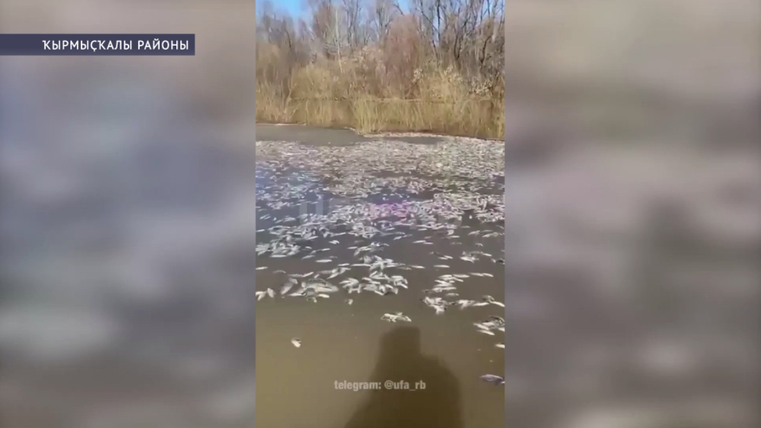 Ҡырмыҫҡалы районында балыҡ ҡырылыуы буйынса тикшереү талап ителә