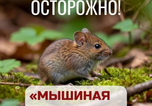 Республикала сысҡан биҙгәген йоҡтороусылар арта
