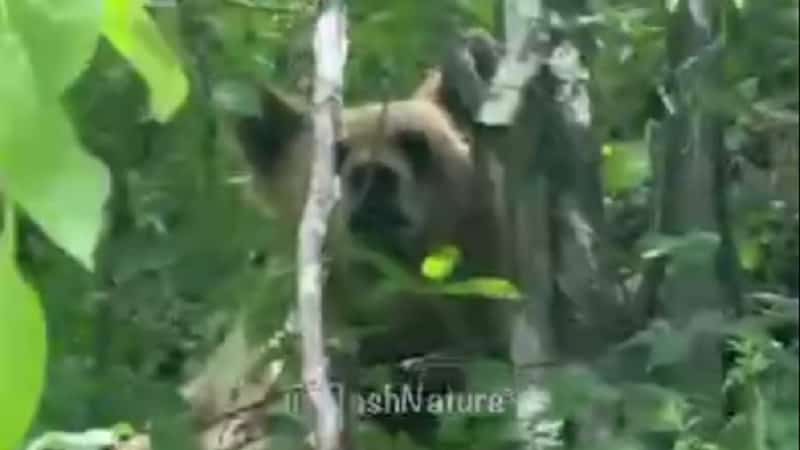 В Башкирии медведь оказался в нескольких шагах от людей