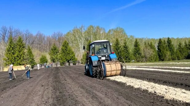 В лесных питомниках Башкирии завершается посев семян