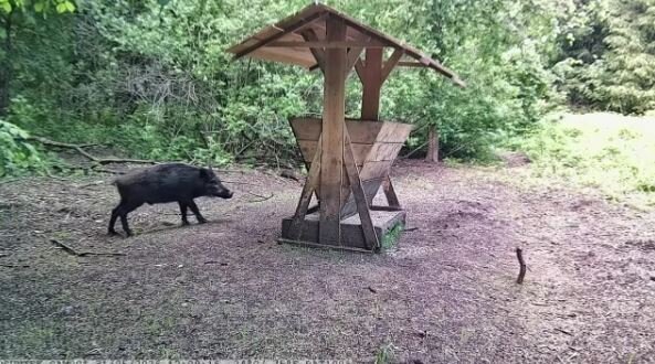 В Башкирии заприметили цаплю, лося и кабана