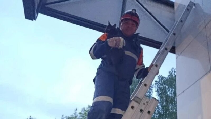 В Башкирии спасатели пришли на помощь кошке