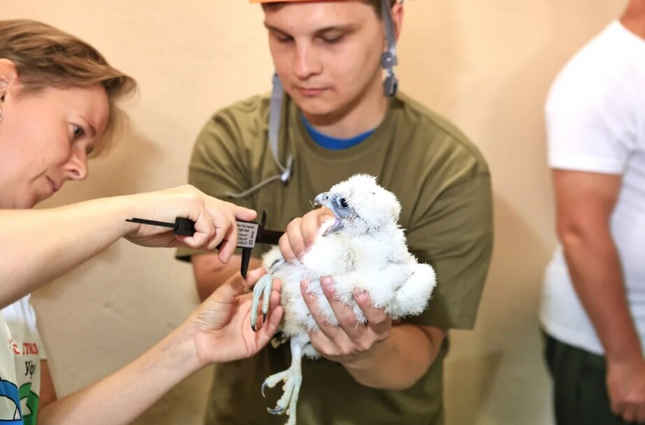 Три птенца сапсанов Уралсиба получили имена и кольца