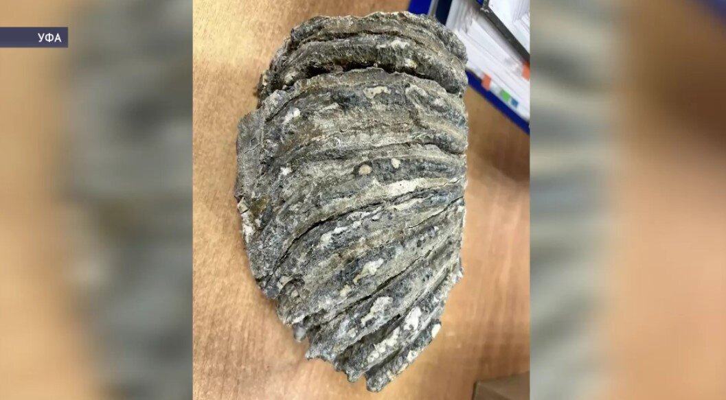 Жительница Уфы передала Нацмузею зубы мамонта
