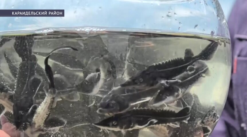 В Башкирии в Павловское водохранилище выпустили 30 тысяч мальков стерляди