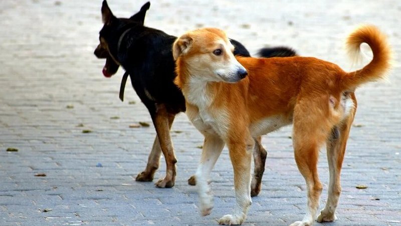 В Уфе почти 150 человек пострадали от бродячих собак