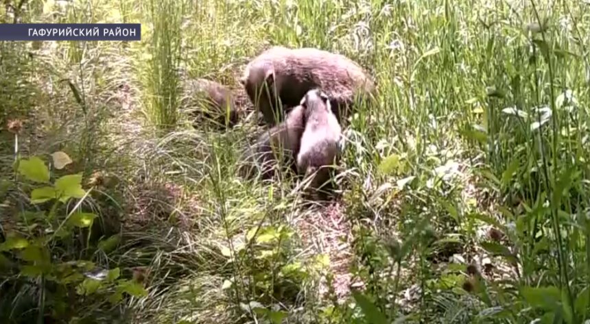 В Гафурийском районе на свет появились детёныши барсуков