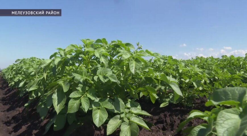 Аграрии Мелеуза планируют собрать рекордный урожай картофеля