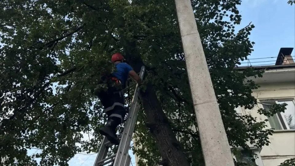Спасатели Уфы спустили с дерева застрявшую кошку
