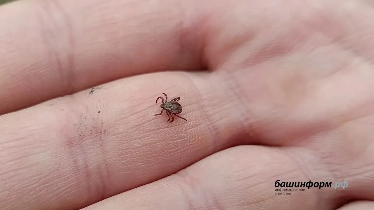 Башҡортостанда талпан әүҙемлеге кәмегән