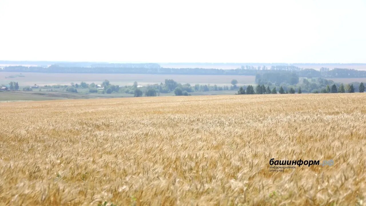 Фото №1 - Башҡортостанда иген уңышы күләме 700 мең тоннанан артҡан