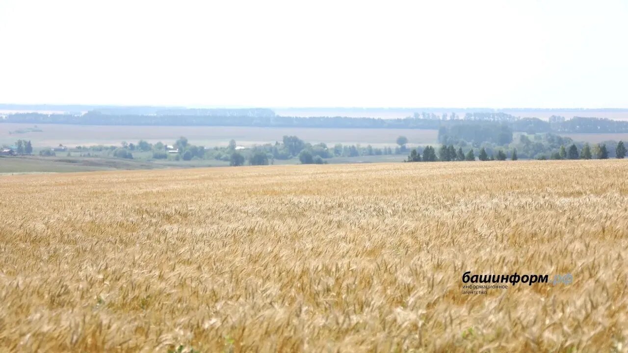 Башҡортостанда иген уңышы күләме 700 мең тоннанан артҡан