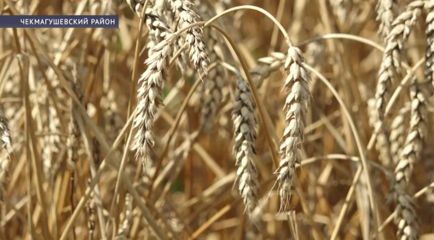 В Башкирии завершают уборку озимых культур