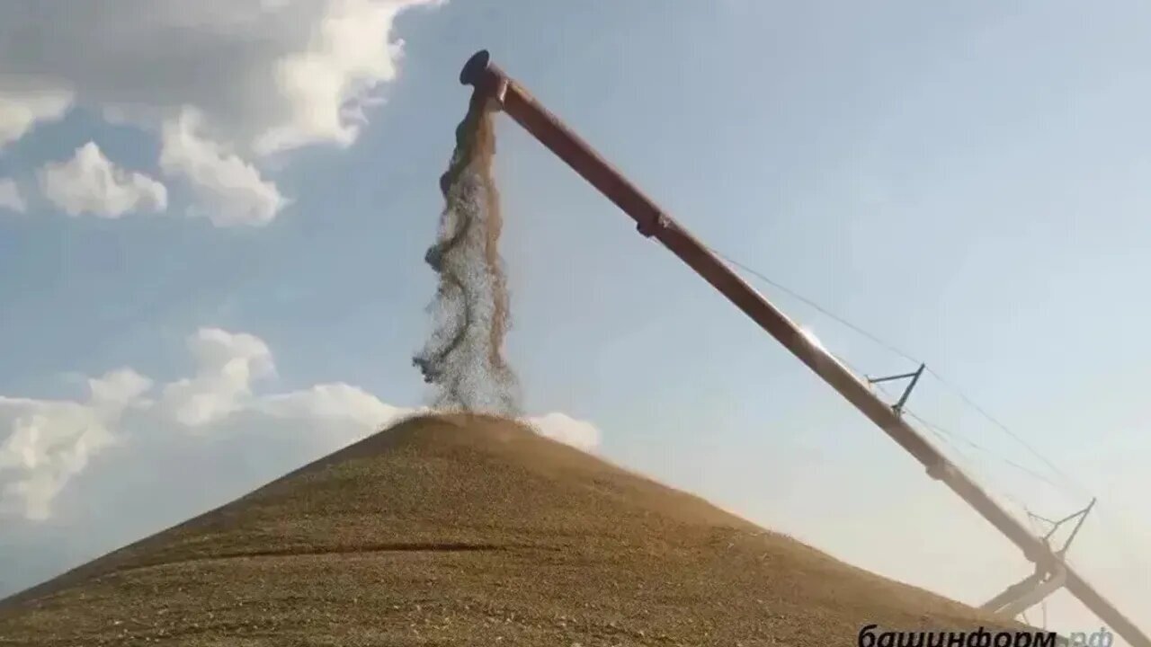 Башҡортостанда ураҡ ҡыҙыу бара